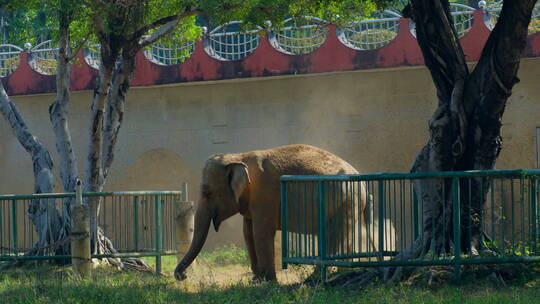 动物园大象亚洲象非洲象