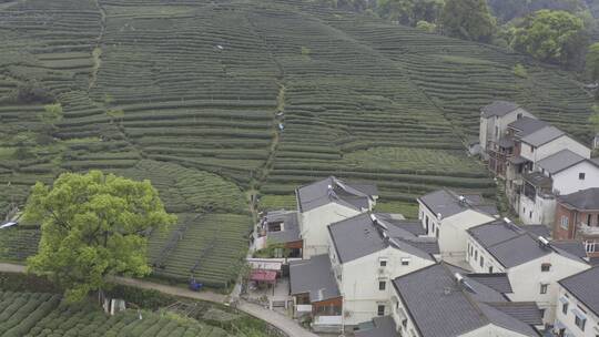 茶茶叶红茶艺采茶泡茶红茶山春茶道茶园农业