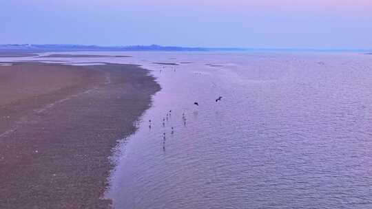 鄱阳湖湿地候鸟自然风光