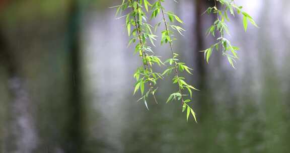 （8镜合集）清明雨天雨滴春雨垂柳花朵慢镜