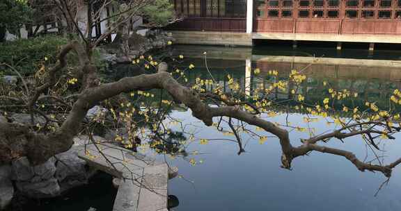 冬天艺圃腊梅花开美丽水景古建筑