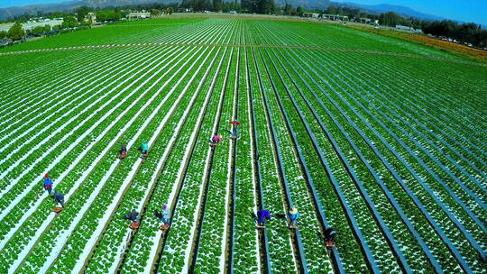 航拍加利福尼亚草莓地工作的移民农场工人