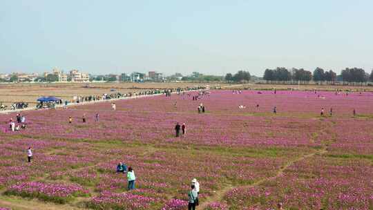 中山崖口格桑花花海二