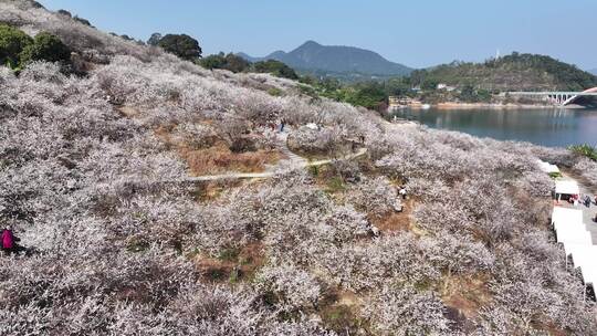 中国广东省广州市从化区广州流溪梅花节