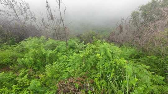 登云南腾冲火山地热国家地质公园