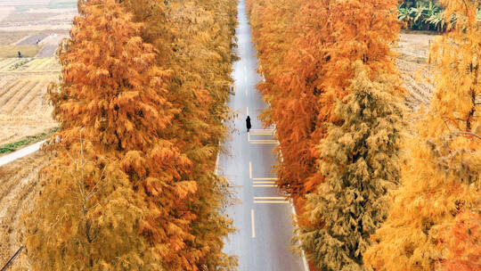 航拍韶关最美乡村公路落羽杉