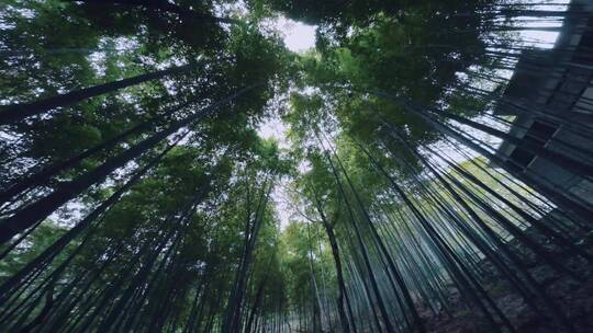 佘山竹林穿越机航拍