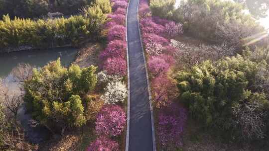 杭州西溪湿地春天公园小路 航拍梅花美景