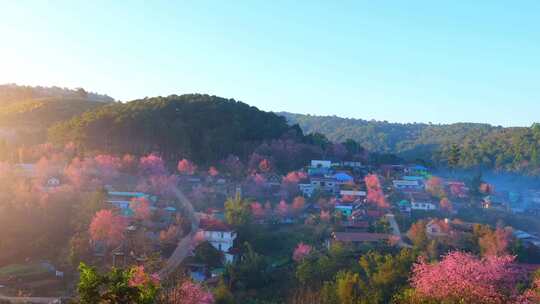 美丽的樱花乡村