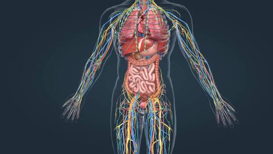 医学动画人体器官泌尿系统三维动画