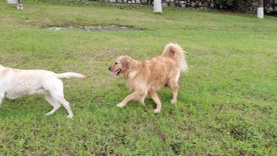 草地上两只狗在嬉戏