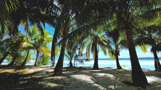 海边的椰树 度假海滩 旅游胜地视频素材模板下载