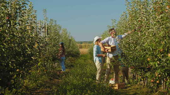 有孩子的幸福家庭在苹果园收获苹果
