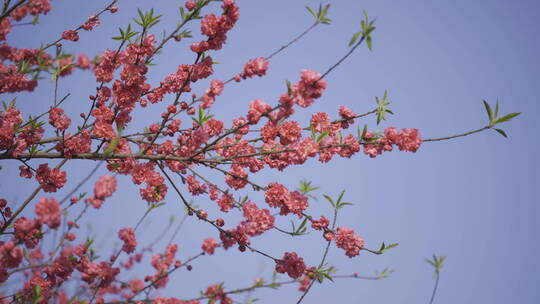 梅花红梅