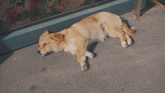躺在地上晒太阳的流浪狗