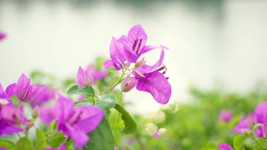 厦门市花朵鲜花三角梅视频素材模板下载