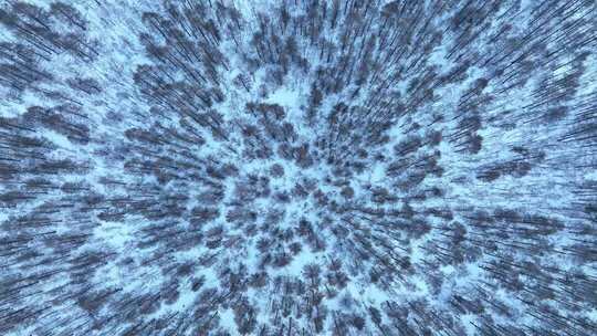 大兴安岭森林冬季雾凇雪景