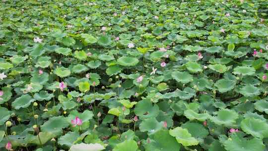 4K夏天荷花莲蓬池塘自然风光航拍视频