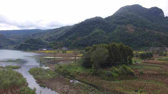 雷波马湖莼菜