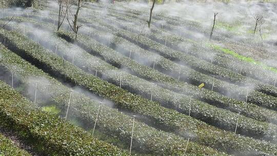 茶园进行水肥一体灌溉喷灌