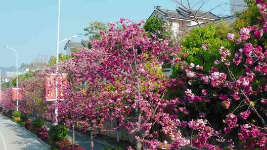 粉色樱花特写 航拍