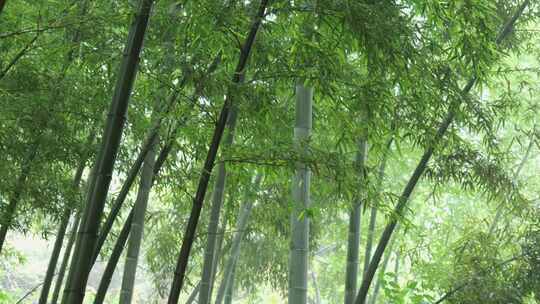 下雨天茂密的竹林枝叶繁茂生机勃勃的景象