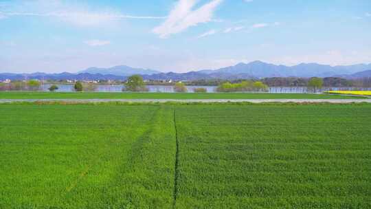 杭州富春江江畔麦田春天风景