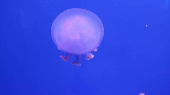 浅紫色水母在深海里游泳视频素材模板下载