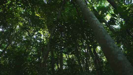 阳光穿过森林树木茂密丛林绿色自然风景