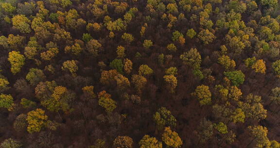 航拍秋季的森林