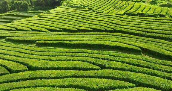 种植园，梯田，茶，绿色