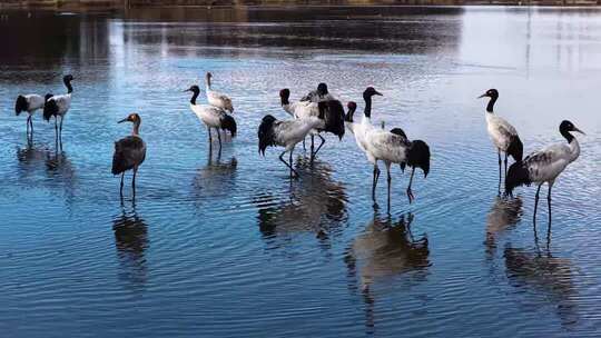 2025年12月威宁草海候鸟黑颈鹤晨曦