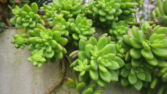 肉质植物观赏植物多肉植物生长