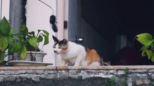 三花猫流浪猫玩耍，逗猫