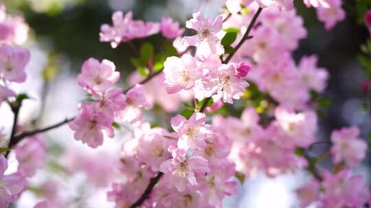春天阳光明媚，海棠花花瓣唯美的逆光光影
