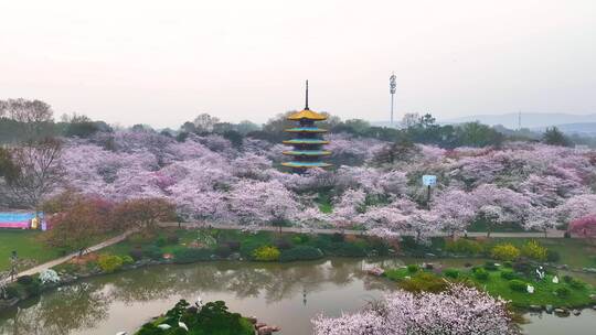 湖北武汉东湖樱花园春季风光