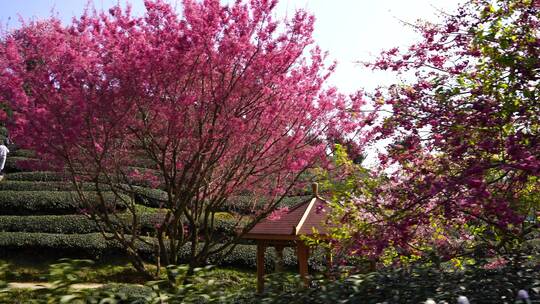 樱花树 茶园樱花美景 浪漫樱花茶园