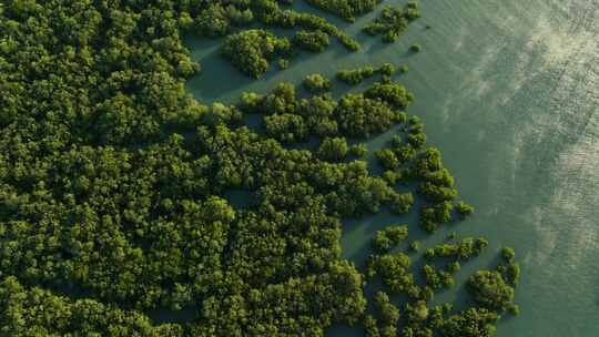 巴西日落时海水之间巴拉·格兰德红树林的空中自上而下照片
