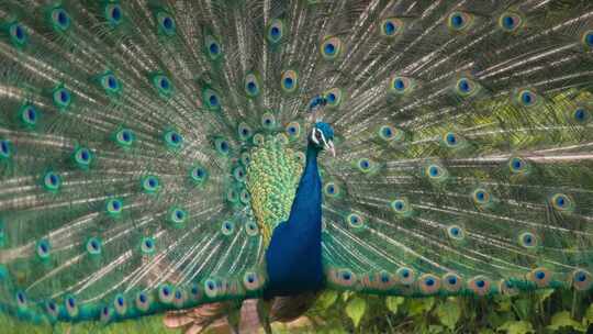 开屏孔雀特写