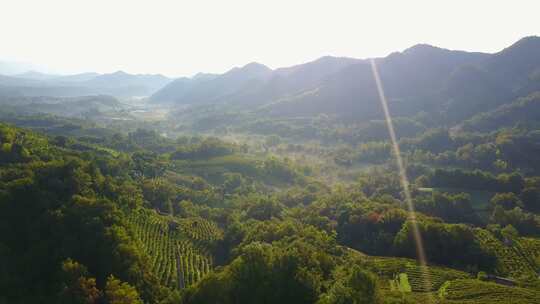 无人机鸟瞰Valdobbiadene普罗塞克地区的绿色山丘。葡萄园上
