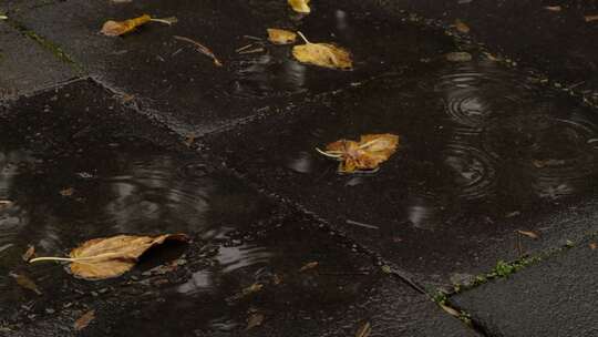 雨天地面上的水沟和树叶视频素材模板下载