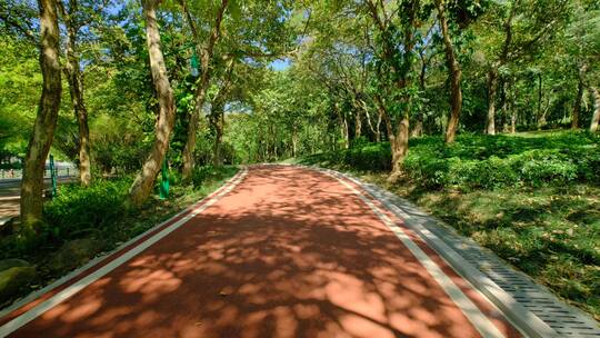 阳光 步道 公园 林荫小路