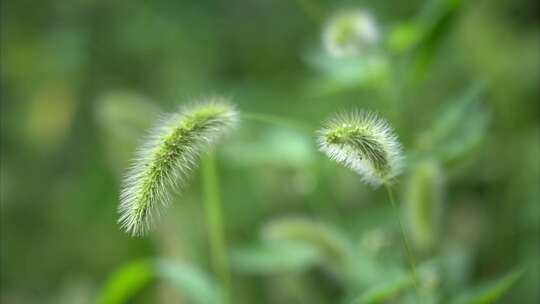 植物昆虫微距摄影实拍