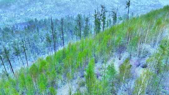 大兴安岭春季山林降雪