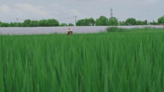 在田间挥洒汗水的农民视频素材模板下载