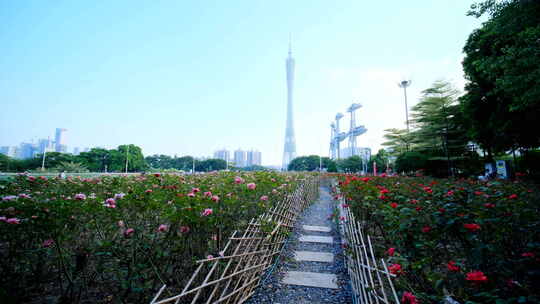 广州塔 小蛮腰 玫瑰 花园 珠江新城视频素材模板下载