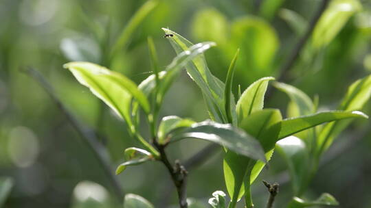 清晨茶树上的嫩茶叶