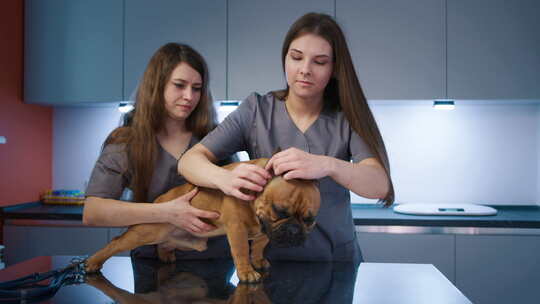两名兽医在检查台上治疗法国斗牛犬