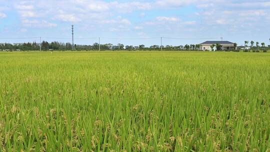 稻田里被风吹动的水稻视频素材模板下载