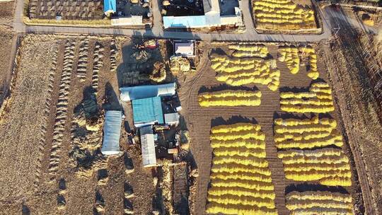 东北秋天铺满玉米的大地村庄